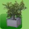Sinaasappelboom