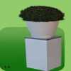 Bolbuxus en hoogglanssierpot
