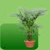Kentia palm