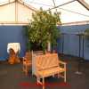 Sinaasappelboom