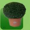 Groenverhuur - planten huren - Bloemisterij Rozet