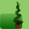 Groenverhuur - planten huren - Bloemisterij Rozet