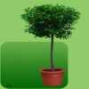 Groenverhuur - planten huren - Bloemisterij Rozet