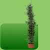 Groenverhuur - planten huren - Bloemisterij Rozet