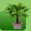 Groenverhuur - planten huren - Bloemisterij Rozet